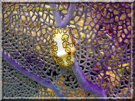 Cozumel Island with a Nikon Coolpix P 5000 by Yannick Abel-Coindoz 