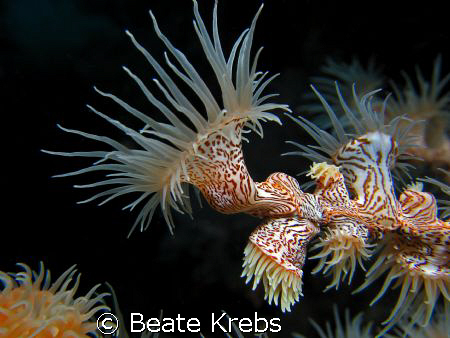 Gorgonian wrapper, leopard anemone,  Canon S70 , Macro Lens by Beate Krebs 