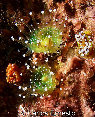 Cnidario.Olympus c-7070 and Ys- 60 Strob by Carlos Ernesto 
