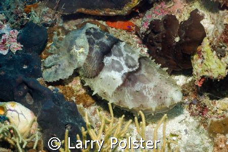 Large cuddle fish just hanging out, Nikon D-70S, twin Ike... by Larry Polster 