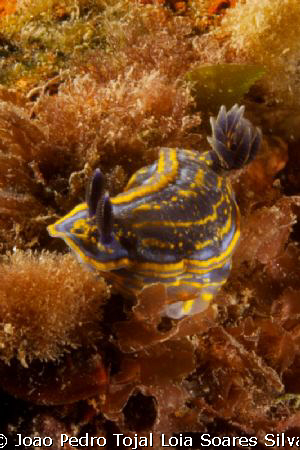 Nudibranch (Hypselodoris cantabrica) shot at Leven's wrec... by Joao Pedro Tojal Loia Soares Silva 