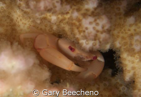 Crab by Gary Beecheno 