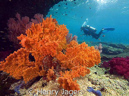 "Orange"  (Corals from Raja Ampat, West Papua) by Henry Jager 