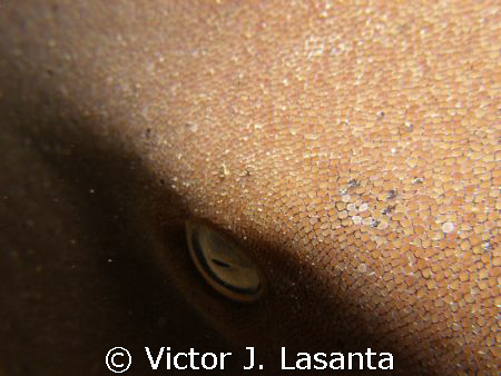 nurse shark skin close up in old buoy dive site in pargue... by Victor J. Lasanta 