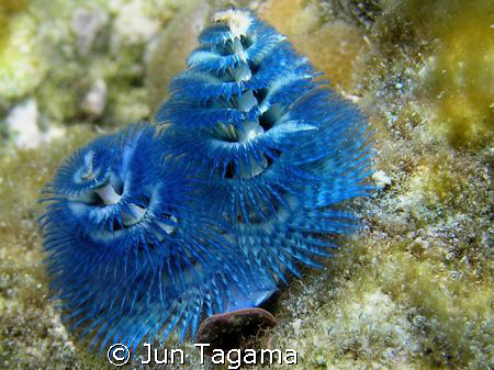 blue x'mas  by Jun Tagama 