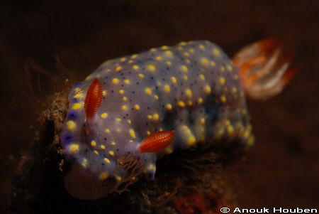 Hypselodoris infucata. Picture taken on the housereef of ... by Anouk Houben 