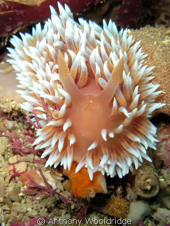 A silver Nudibranch in full charge, Taken at Avalanche re... by Anthony Wooldridge 