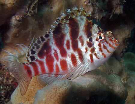 Blotched Hawkfish, Bare Island by Doug Anderson 