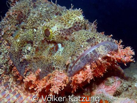 Scorpionfish by Volker Katzung 