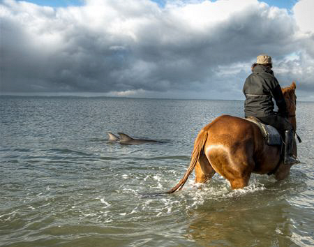 An incredible mammal relationship. These dolphins came in... by Cal Mero 