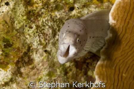 Grey moray (Gymnothorax griseus) taken at Ras Ghozlani. by Stephan Kerkhofs 