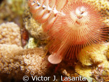 long neck!!!!christmas tree at window dive site in pargue... by Victor J. Lasanta 