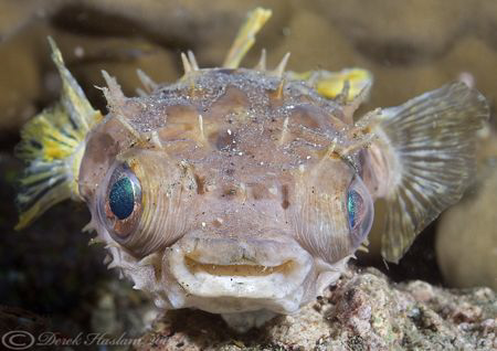 Orbicular burrfish. Lembeh straits. D200, 60mm. by Derek Haslam 