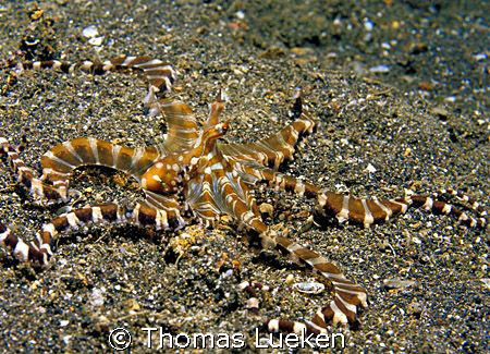 found in Lembeh, F100 by Thomas Lueken 
