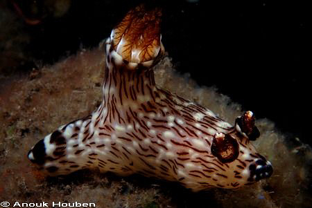 Kentrodoris rubescens. Picture taken on the Scuba-Seraya ... by Anouk Houben 