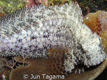 just another fish, rusty blenny, taken during our MSD lea... by Jun Tagama 