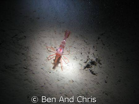 This is a north atlantic red shrimp, taken 120 fts deep i... by Ben And Chris 