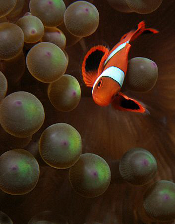 Anemonefish, Tulamben by Doug Anderson 