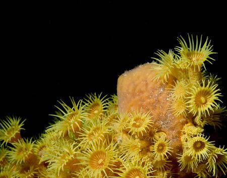 Gorgeous zooanthids from the temperate waters of Victoria... by Cal Mero 