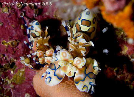 HarlekinShrimps @ Richilieu Rock taken with Canon 400D + ... by Patrick Neumann 
