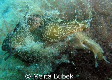 Love circle made by five sea hares (Aplysia punctata)/ Ma... by Melita Bubek 