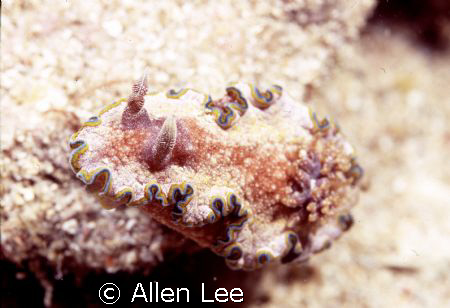 nudibranch.Nikon F100,105mm,f22,1/125,YS-120 & 350. by Allen Lee 