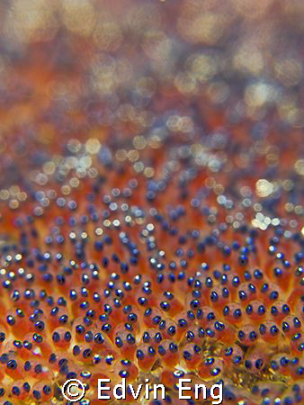 Starry... Starry Nite... Taken in Anilao with Canon G9, I... by Edvin Eng 