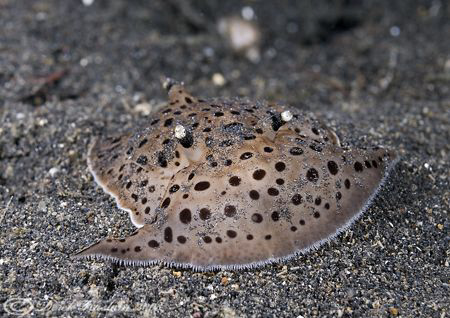 Euselenops luiceps. Lembeh straits. D200, 60mm. by Derek Haslam 