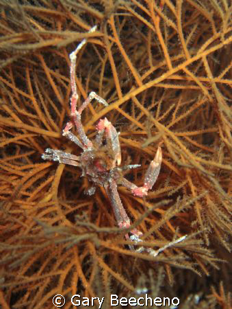 Crab by Gary Beecheno 