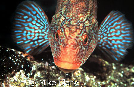 Ballan Wrasse by Mike Clark 