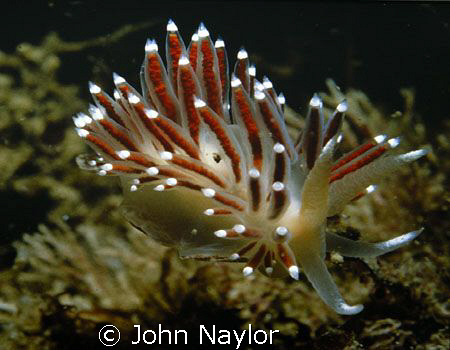 nudibranch.St.Abbs marine reserve Scotland by John Naylor 