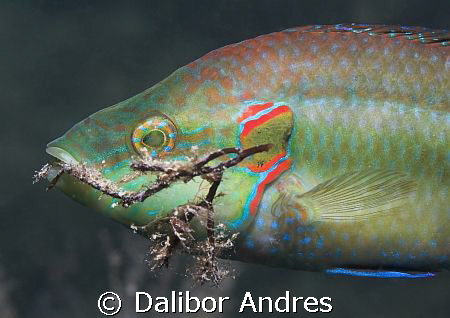 Ocellated wrasse - Symphodus ocellatus, EOS 350D, EF-S 60mm by Dalibor Andres 
