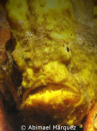 Frogfish by Abimael Márquez 