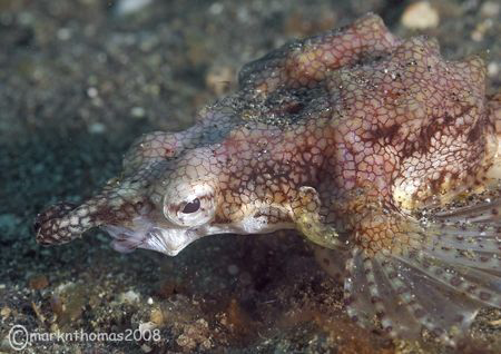 Sea Moth.
Lembeh Straits,
60mm. by Mark Thomas 