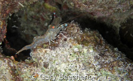 Shrip on Coral by Gary Beecheno 