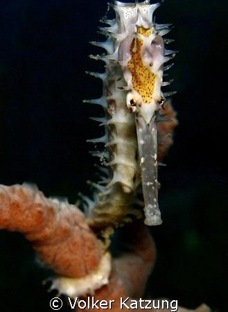 seahorse by Volker Katzung 