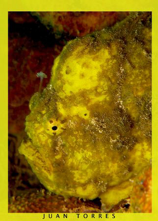  Just a fishing fish!   Longlure Frogfish (Antennarius mu... by Juan Torres 