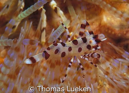 clean & cool  - Coleman shrimp , Sorong , F100 by Thomas Lueken 