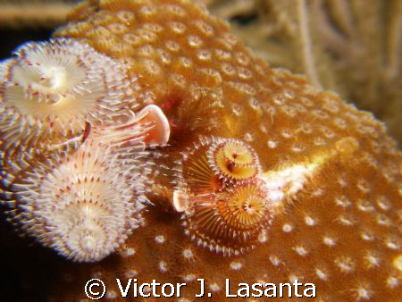 father and son Christmas tree at no name ledge dive site ... by Victor J. Lasanta 