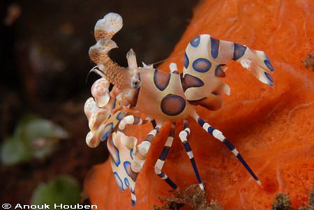 Harlequin shrimp, Hymenocera elegans. Picture taken on th... by Anouk Houben 