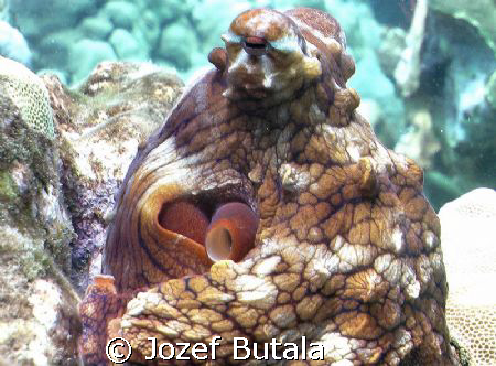 ...octopus by Jozef Butala 
