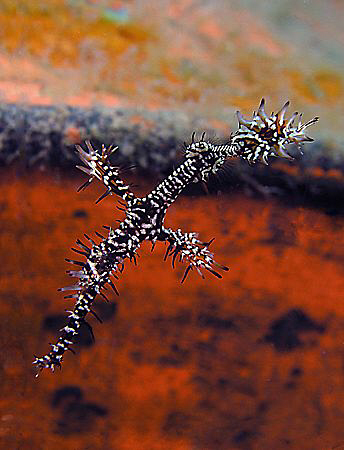 Ornate Ghost Pipefish, Lembeh by Doug Anderson 