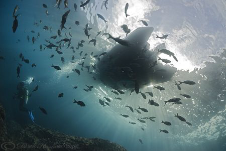 Leaving the rib. Darwin island. Galapagos. D200, 10.5mm. by Derek Haslam 