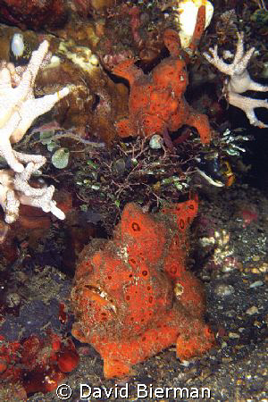 Pair of Frogfish & Snowflake Eel (top left) by David Bierman 
