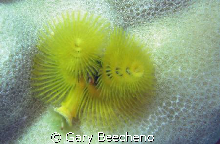 Yellow Christmas tree worm by Gary Beecheno 
