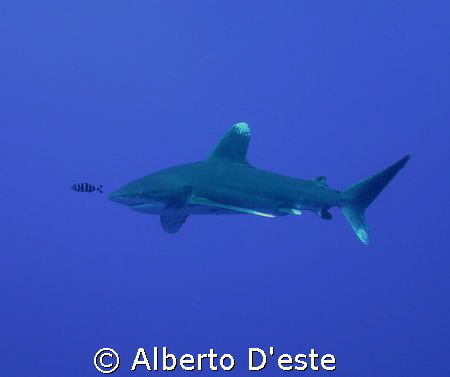 Longimanus Shark by Alberto D'este 