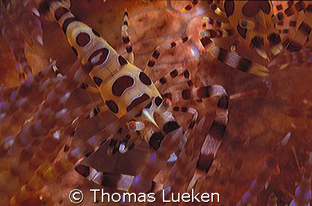 2 coleman shrimps, Sorong, F100 by Thomas Lueken 