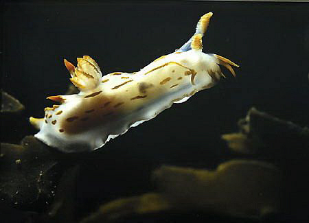 polycera quadrilineata on kelp by John Naylor 