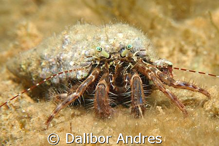 Hermit crab, EOS 350D, EF 28-80mm, Ewa-marine U-AXP by Dalibor Andres 