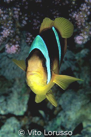 Fishs - Amphiprion bicinctus by Vito Lorusso 